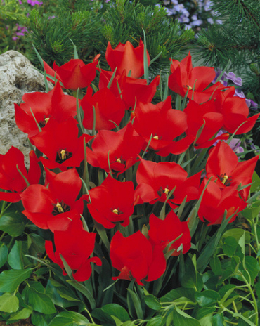 X 100 TULIPA RED HUNTER