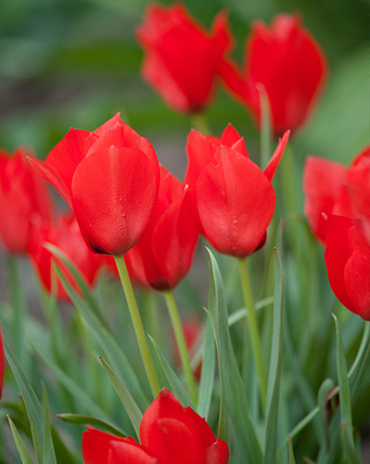 X 100 TULIPA RED HUNTER