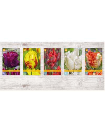 X  350 TULPEN PARKIET