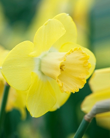 X 100 NARCISSUS AVALON