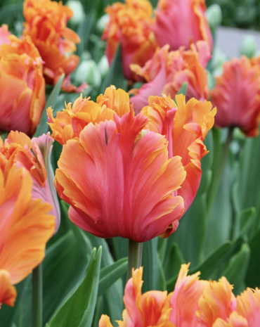 X 100 TULIPA AMAZING PARROT