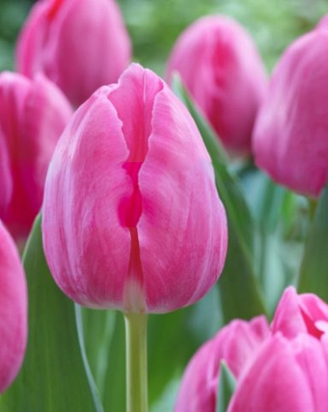 X 100 TULIPA JUMBO PINK
