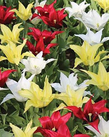 X 100 TULIPA TRES CHIC FESTIVAL MIX