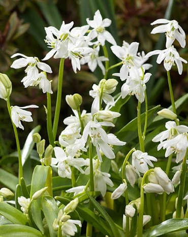 X 100 SCILLA SIBERICA ALBA