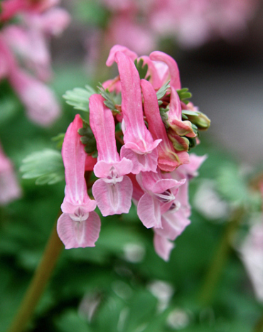 X 100 CORYDALIS SOLIDA BETH EVANS