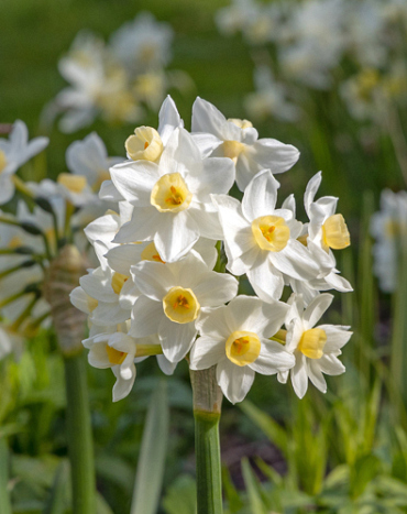 X 100 NARCISSUS AVALANCHE