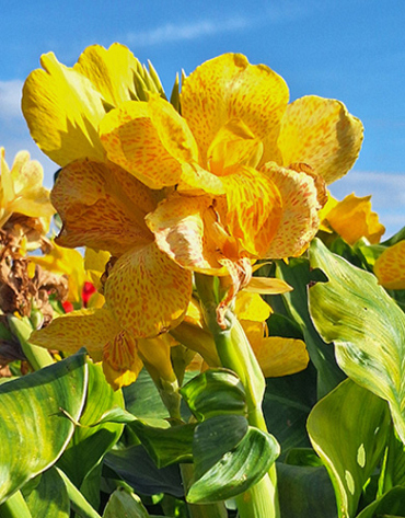 X 25 CANNA CLEOPATRA YELLOW