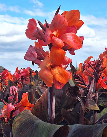 X 25 CANNA PANACHE BLACK