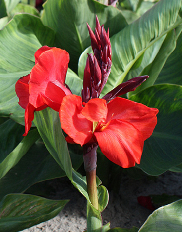 X 25 CANNA RED BEAUTY