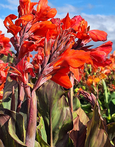 X 25 CANNA SHINING ORANGE