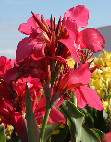 X 25 CANNA SHINING PINK
