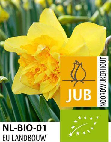 X 100 BIO NARCISSUS DICK WILDEN