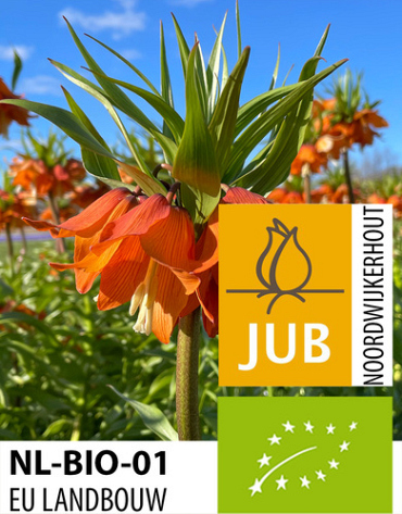 X   10 BIO FRITILLARIA SUNRISE