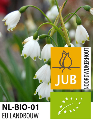 X   50 BIO LEUCOJUM BRIDESMAID