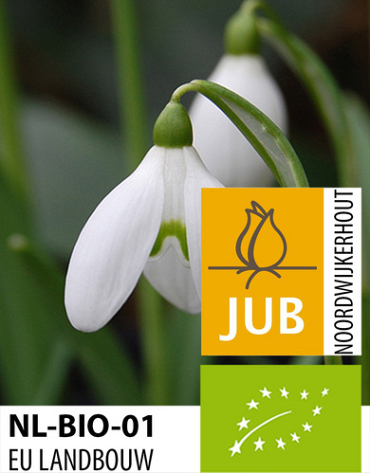 X 100 BIO GALANTHUS WORONOWII