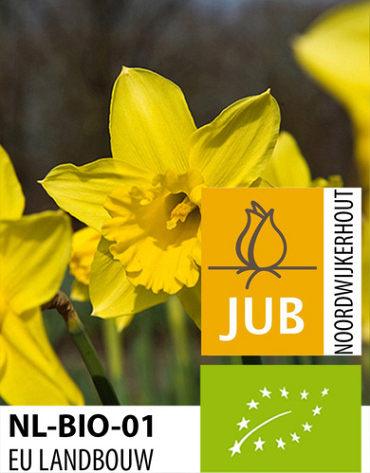 X 100 BIO NARCISSUS STANDARD VALUE