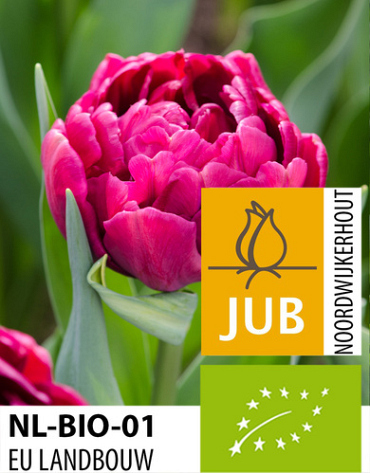 X 100 BIO TULIPA ALISON BRADLEY