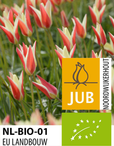 X 100 BIO TULIPA CLUSIANA