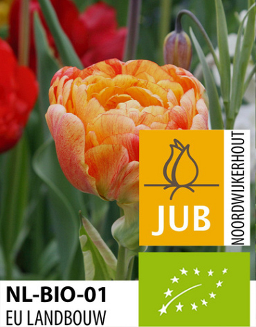 X 100 BIO TULIPA GUDOSHNIK DOUBLE