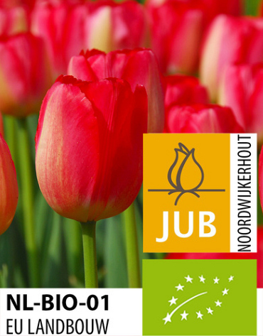 X 100 BIO TULIPA JUDITH LEYSTER