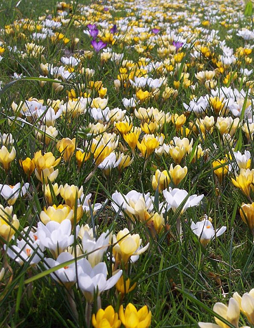 X 1 M2 MENGSEL LISSE