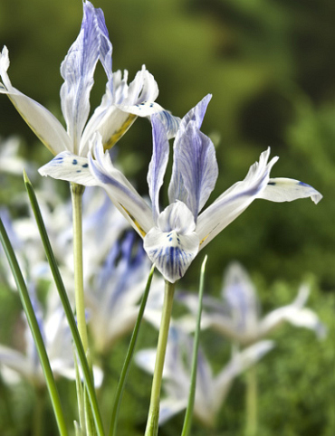 X 100 IRIS RETICULATA PAINTED LADY