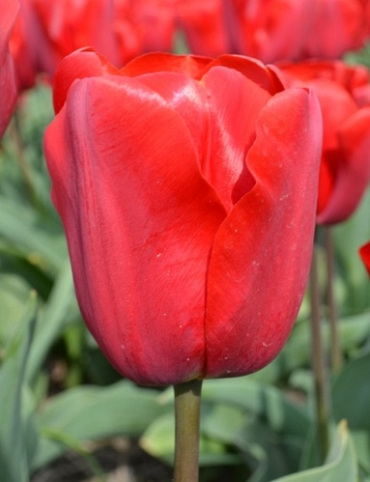 X 100 TULIPA RED JIMMY