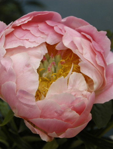 X 10 PAEONIA PINK HAWAIIAN CORAL