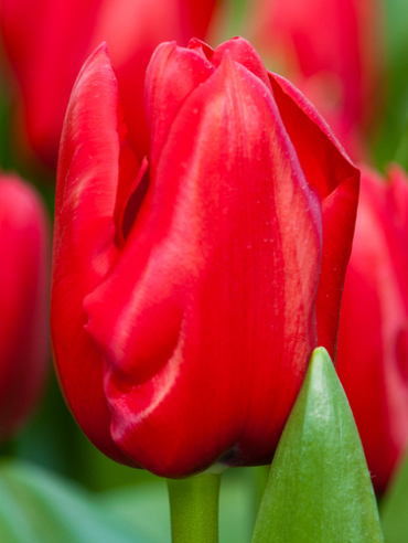 X 100 TULIPA UNIQUE DE FRANCE