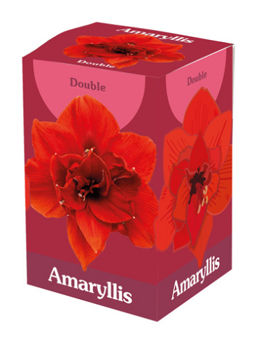 X 1 AMARYLLIS DUBBEL ROOD IN DOOS