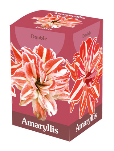 X 1 AMARYLLIS DUBBEL ROOD/WIT IN DOOS