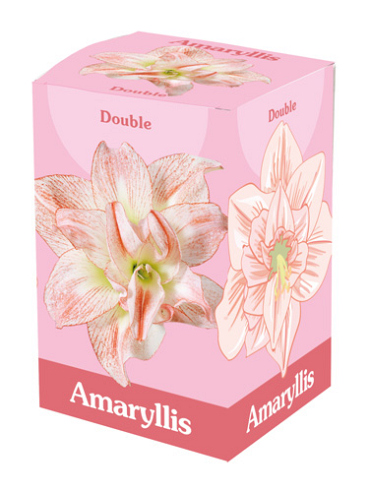 X 1 AMARYLLIS DUBBEL ROZE/WIT IN DOOS