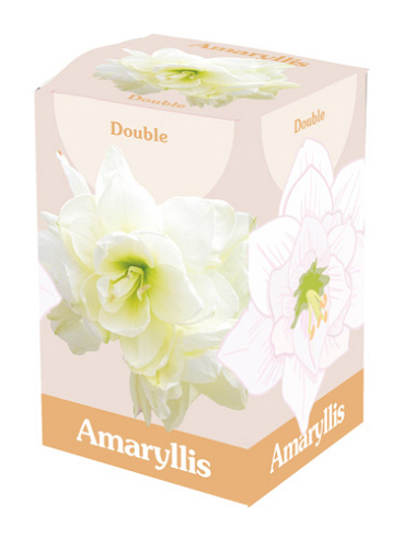 X 1 AMARYLLIS DUBBEL WIT IN DOOS