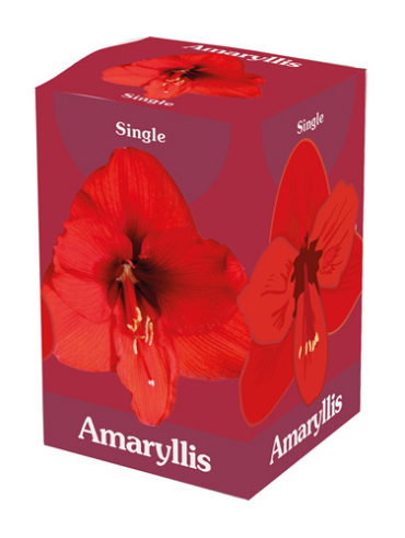 X 1 AMARYLLIS ROOD IN DOOS