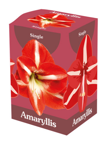 X 1 AMARYLLIS ROOD/WIT IN DOOS