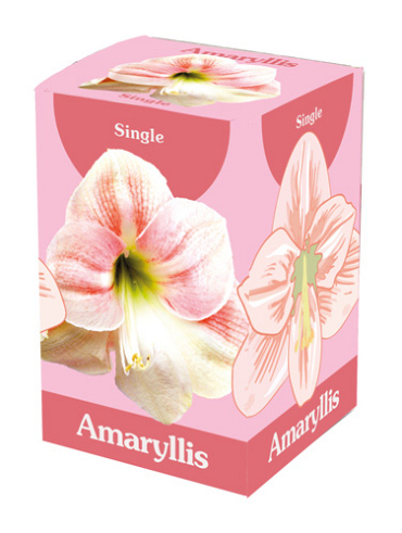 X 1 AMARYLLIS ROZE/WIT IN DOOS