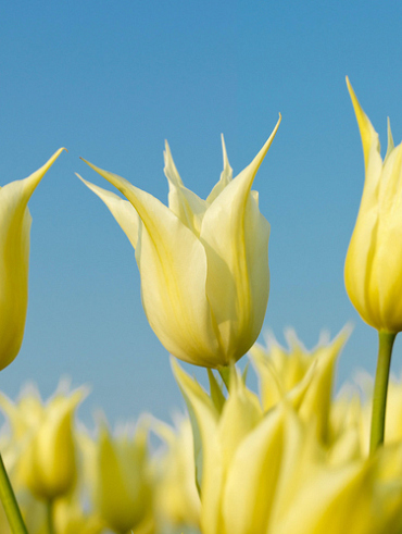 X 100 TULIPA JOHAN CRUYFF