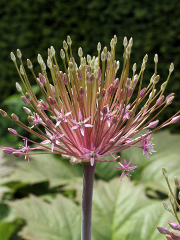X   25 ALLIUM SCHUBERTII
