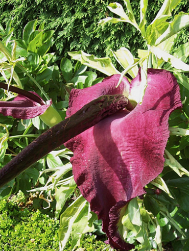 X   25 DRACUNCULUS VULGARIS