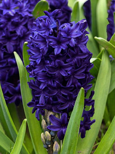 X   50 HYACINTHUS BLUE TROPHY