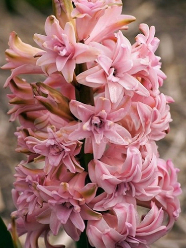 X   50 HYACINTHUS DUBBEL ROZE