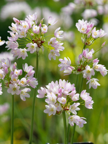 X 100 ALLIUM ROSEUM