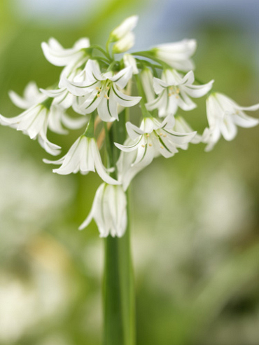 X 100 ALLIUM TRIQUETRUM