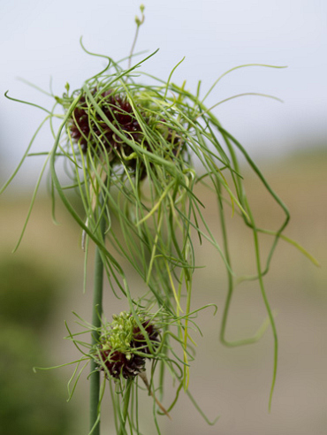 X 100 ALLIUM VINEALE HAIR
