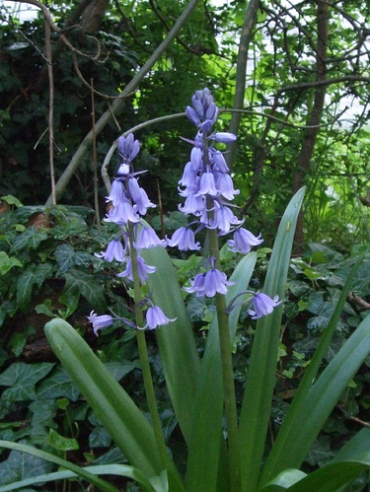 X 100 HYACINTHOIDES HISPANICA BLAUW