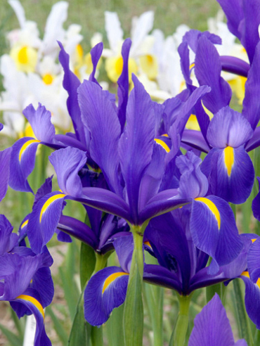 X 100 IRIS HOLLANDICA BLUE MAGIC