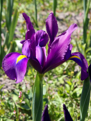 X 100 IRIS HOLLANDICA PURPLE SENSATION