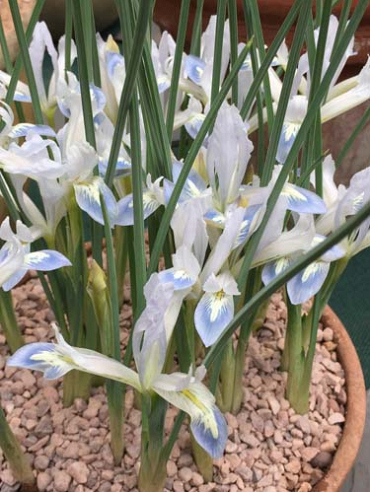 X 100 IRIS RETICULATA FROZEN PLANET