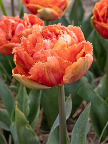 X 100 TULIPA BRISBANE