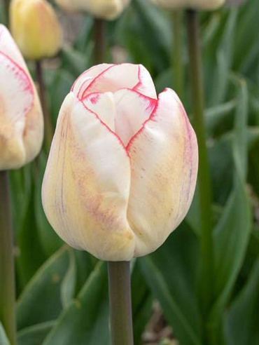 X 100 TULIPA HUGS AND KISSES